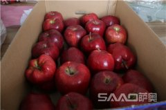 有個(gè)圣誕老人叫薩奧！