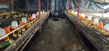 溫度越來越低，養(yǎng)殖場需要溫暖嘍